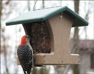 Woodpecker birdfeeder