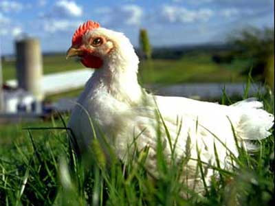 Farm raised broiler chickens